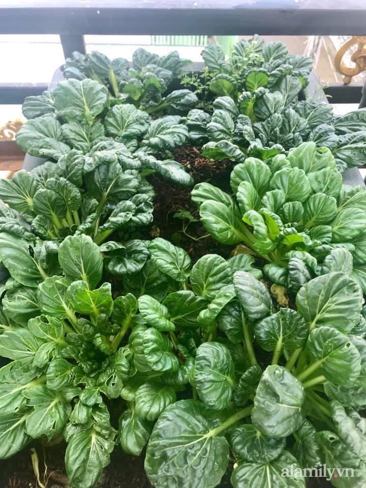 Sân thượng nhỏ rau gì cũng có của nữ giảng viên ở Đà Lạt giúp gia đình an yên giữa mùa dịch-23