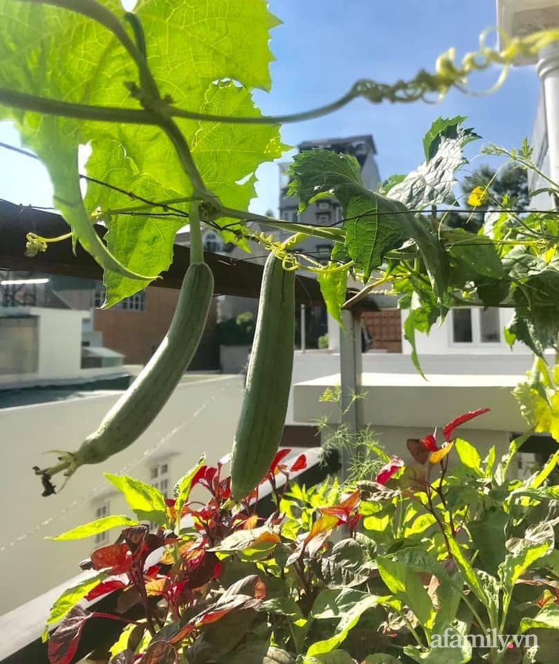 Sân thượng nhỏ rau gì cũng có của nữ giảng viên ở Đà Lạt giúp gia đình an yên giữa mùa dịch-24