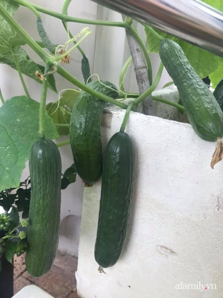 Sân thượng nhỏ rau gì cũng có của nữ giảng viên ở Đà Lạt giúp gia đình an yên giữa mùa dịch-25