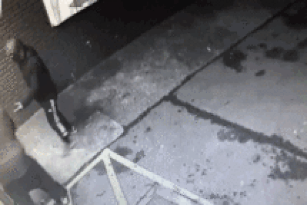 Kẻ cướp ô tô choáng váng vì gặp võ sĩ UFC-1