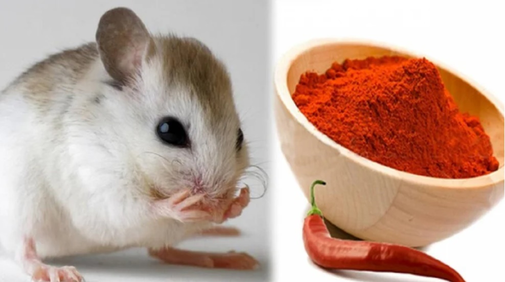 Chỉ dùng củ khoai tây mà cả đàn chuột lăn đùng, bị diệt tận gốc-2