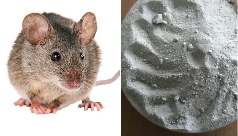 Chỉ dùng củ khoai tây mà cả đàn chuột lăn đùng, bị diệt tận gốc-3