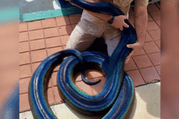Con trăn khổng lồ có màu da độc nhất thế giới
