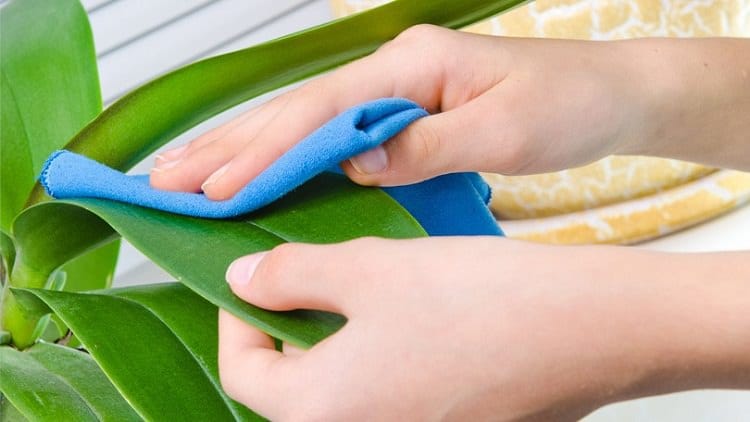 11 công dụng tuyệt vời ít người biết của baking soda trong làm vườn-1