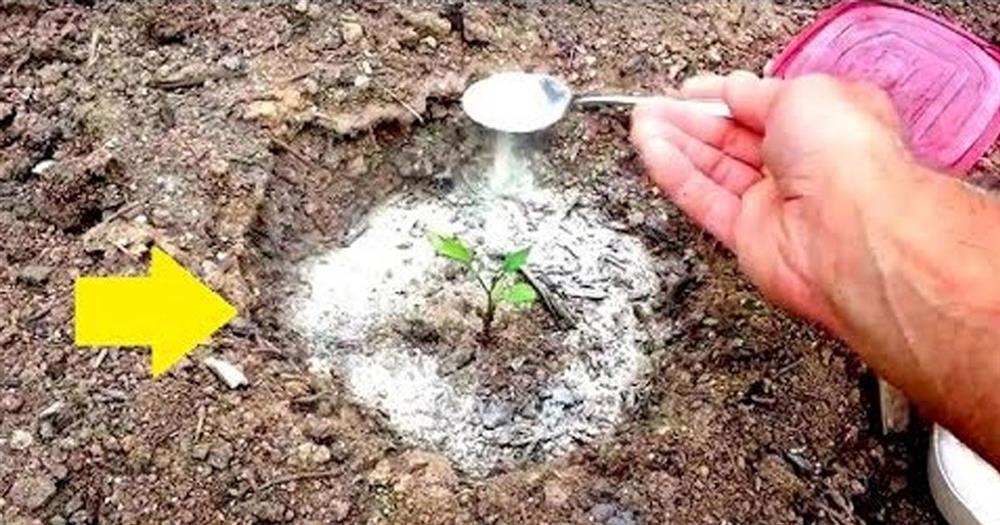 11 công dụng tuyệt vời ít người biết của baking soda trong làm vườn-2