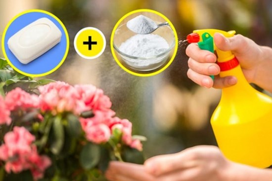 11 công dụng tuyệt vời ít người biết của baking soda trong làm vườn