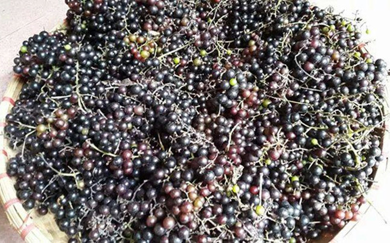 Loại nho mọc hoang ở bìa rừng Tây Bắc, ăn thì chua loét, giá chẳng kém cạnh nho nhập ngoại mà vẫn hút khách Hà thành-1