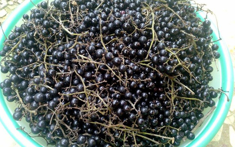 Loại nho mọc hoang ở bìa rừng Tây Bắc, ăn thì chua loét, giá chẳng kém cạnh nho nhập ngoại mà vẫn hút khách Hà thành-4