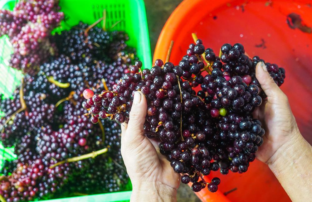 Loại nho mọc hoang ở bìa rừng Tây Bắc, ăn thì chua loét, giá chẳng kém cạnh nho nhập ngoại mà vẫn hút khách Hà thành-5