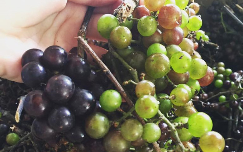 Loại nho mọc hoang ở bìa rừng Tây Bắc, ăn thì chua loét, giá chẳng kém cạnh nho nhập ngoại mà vẫn hút khách Hà thành-6