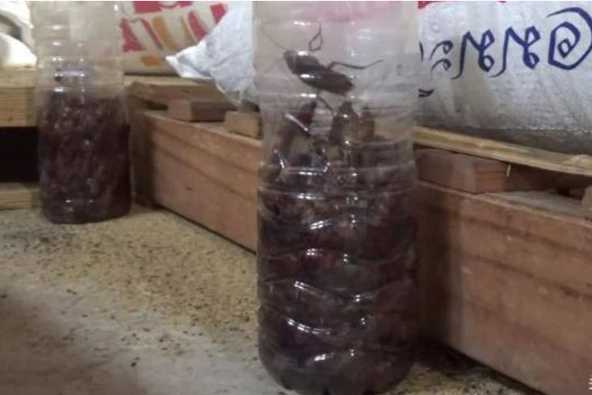 Học người Thái Lan diệt cả trăm con gián chỉ bằng 1 chiếc chai nhựa-1