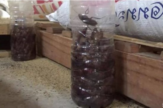 Học người Thái Lan diệt cả trăm con gián chỉ bằng 1 chiếc chai nhựa