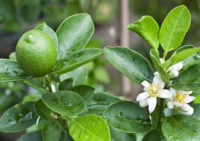 Lá chanh ở Việt Nam mọc đầy vườn, xin đâu cũng có nhưng mang sang nước ngoài bán 6,35 triệu đồng/kg-2