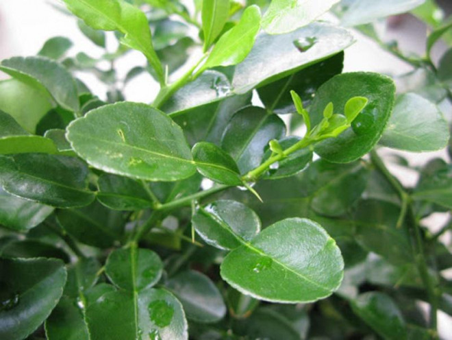 Lá chanh ở Việt Nam mọc đầy vườn, xin đâu cũng có nhưng mang sang nước ngoài bán 6,35 triệu đồng/kg-5