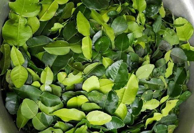 Lá chanh ở Việt Nam mọc đầy vườn, xin đâu cũng có nhưng mang sang nước ngoài bán 6,35 triệu đồng/kg-8