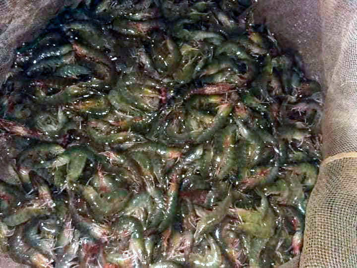 Bốn thay đổi bắt buộc để lo đủ cho cả nhà sống qua mùa dịch-2