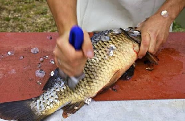 Cả gia đình đều bị ung thư, bác sĩ cảnh báo: Đừng ăn 3 bộ phận này của con cá-3