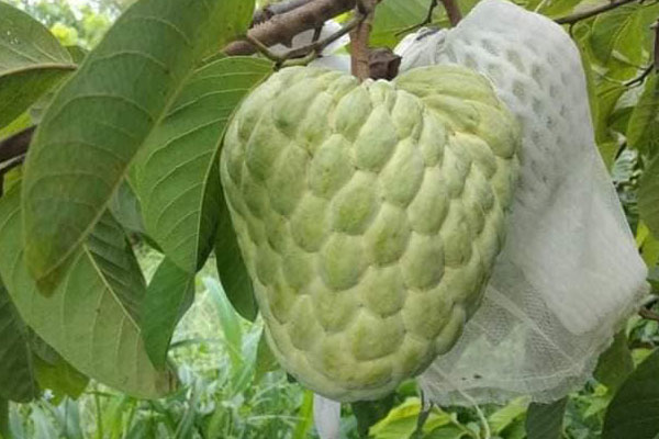 Gân bò khô gây nghiện, 500.000 đồng/kg vẫn gây sốt-5