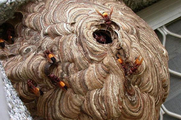 Trèo cây nhãn hái quả, 3 cháu nhỏ bị ong vò vẽ đốt khiến 1 cháu tử vong, 2 cháu nguy kịch-1