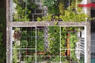Video: Mãn nhãn vườn rau xanh theo mùa trên sân thượng nhà 5 tầng ở Hà Nội