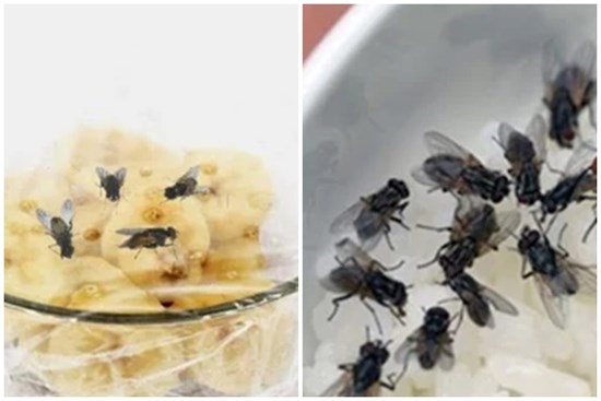 Chỉ cần 1 trái chuối bẫy ruồi, cả đàn có vào không có ra, nằm bất động chịu trận