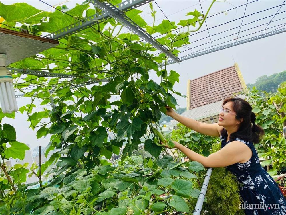 Khu vườn xanh tươi không khác gì nông trại trên sân thượng ở TP Thủ Đức, Sài Gòn-2
