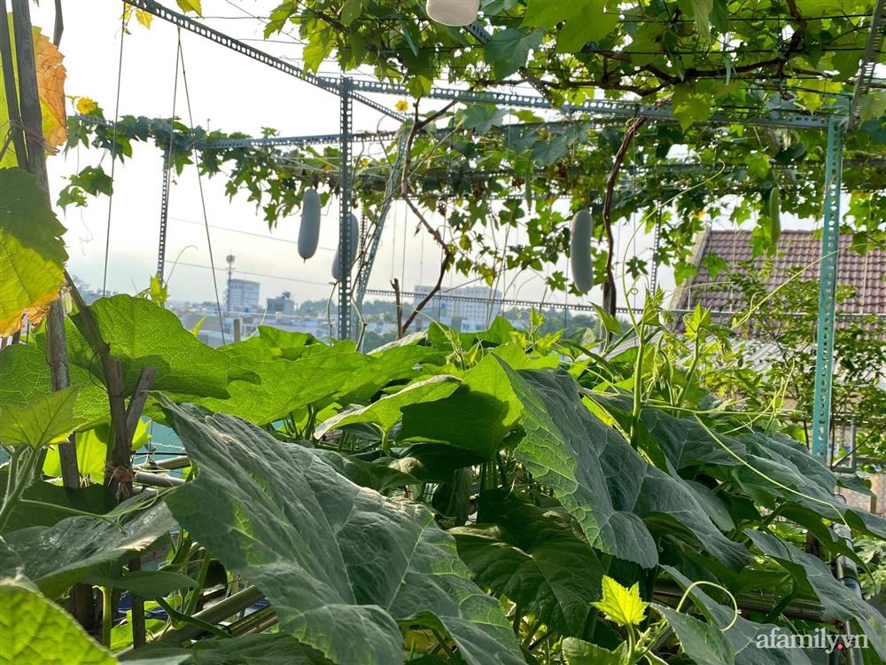 Khu vườn xanh tươi không khác gì nông trại trên sân thượng ở TP Thủ Đức, Sài Gòn-5