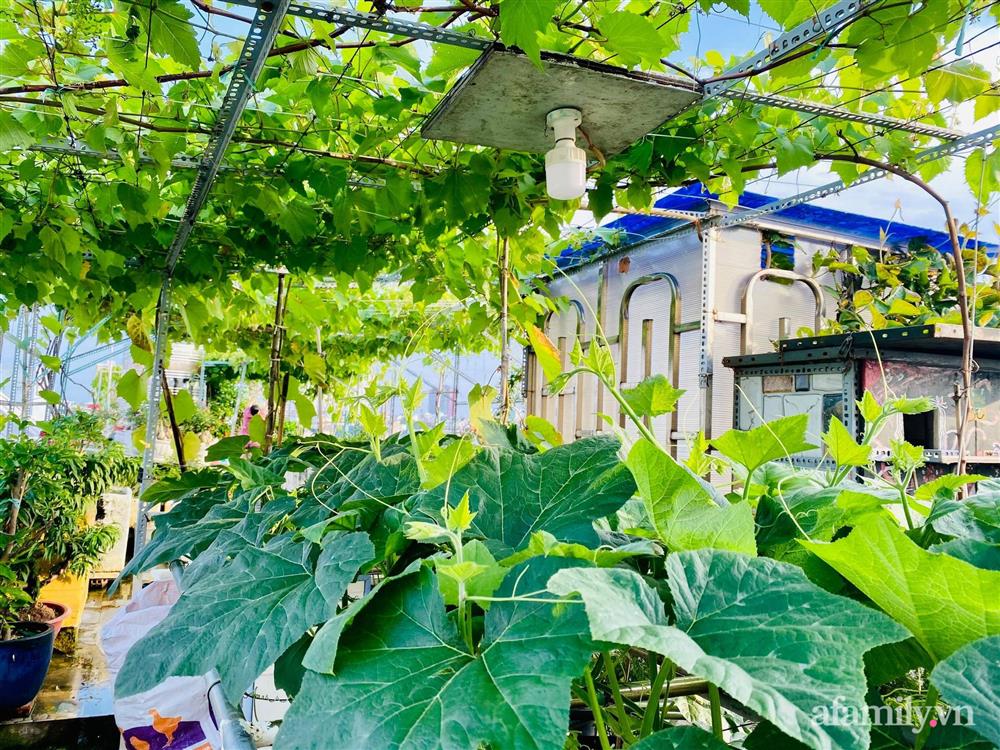 Khu vườn xanh tươi không khác gì nông trại trên sân thượng ở TP Thủ Đức, Sài Gòn-6