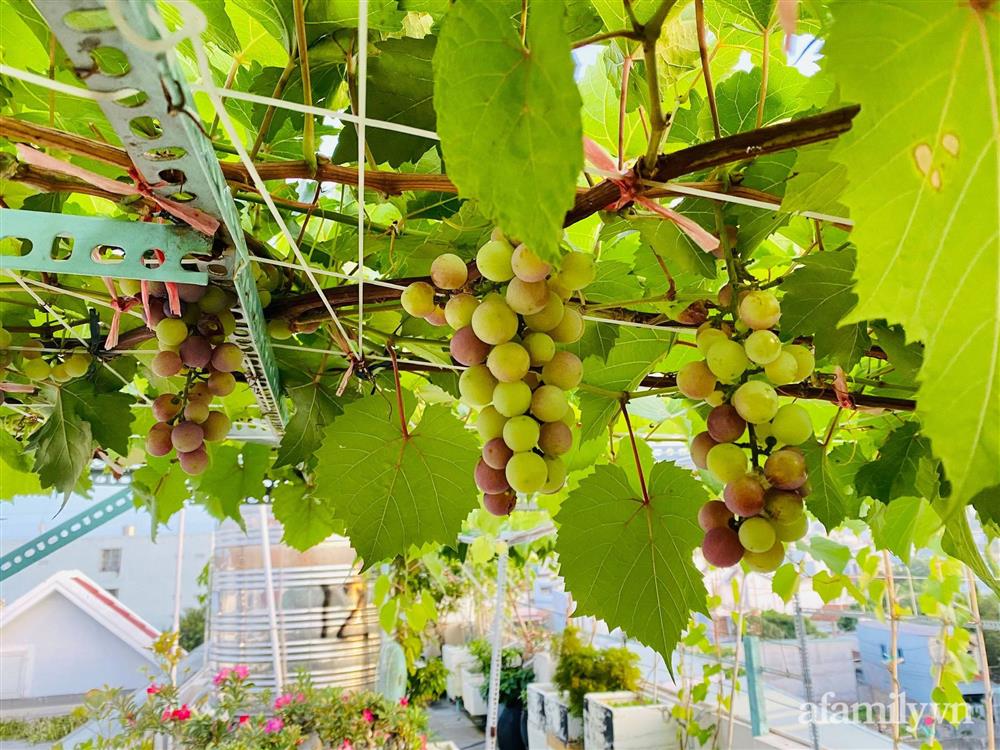 Khu vườn xanh tươi không khác gì nông trại trên sân thượng ở TP Thủ Đức, Sài Gòn-8