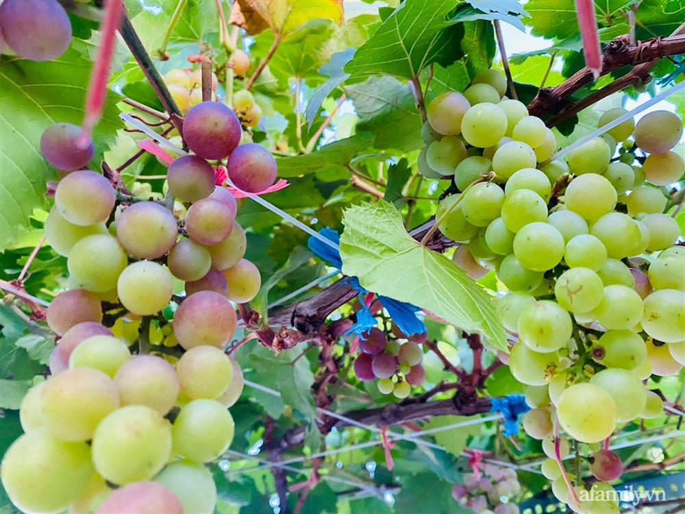 Khu vườn xanh tươi không khác gì nông trại trên sân thượng ở TP Thủ Đức, Sài Gòn-13