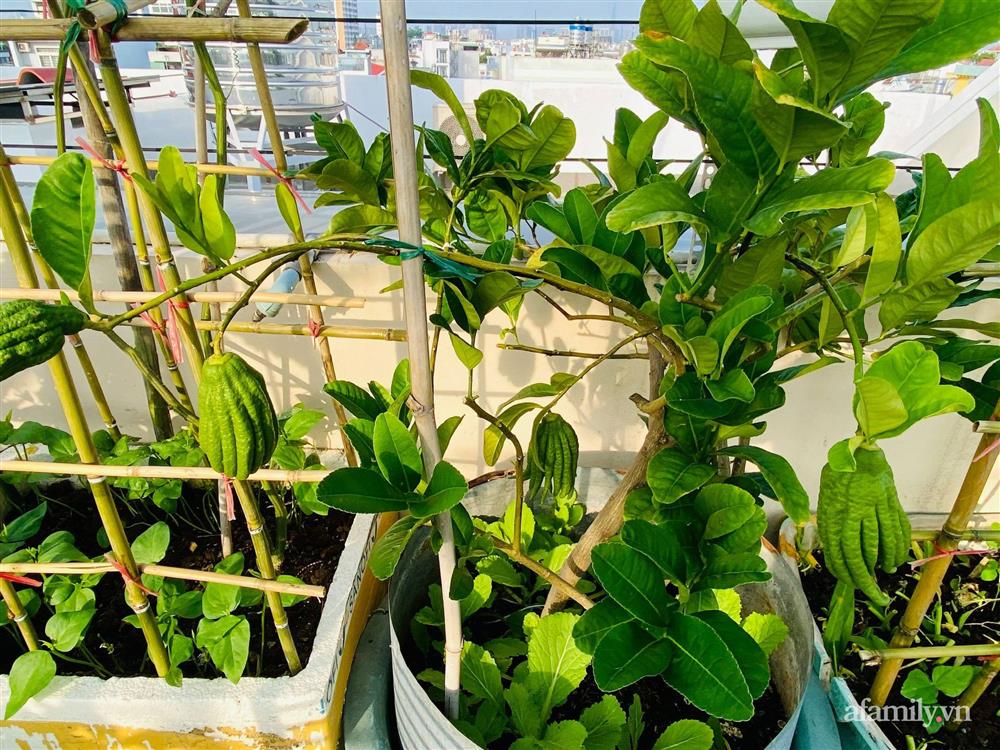 Khu vườn xanh tươi không khác gì nông trại trên sân thượng ở TP Thủ Đức, Sài Gòn-9