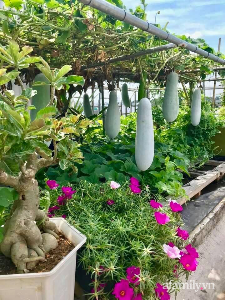 Khu vườn xanh tươi không khác gì nông trại trên sân thượng ở TP Thủ Đức, Sài Gòn-25