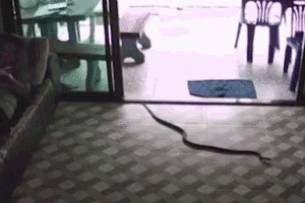 Đang nằm lướt điện thoại, cô gái hốt hoảng khi thấy rắn hổ mang dài 2m bò vào phòng khách