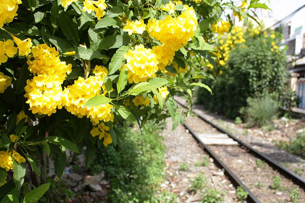 Nhà anh có tiêu chuẩn chọn dâu, tôi cũng có tiêu chuẩn chọn chồng-1