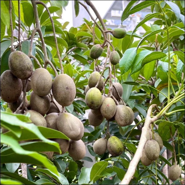 Khu vườn trong biệt thự 21 tỷ của MC Quyền Linh mùa dịch gì cũng có: Rau xanh, hoa tươi, trái cây đều xum xuê-10