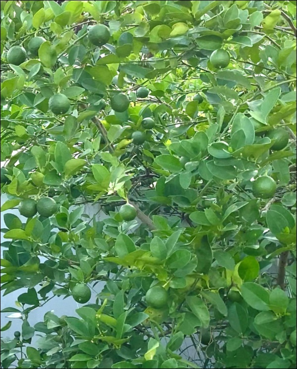 Khu vườn trong&nbsp;biệt thự 21 tỷ của MC&nbsp;Quyền&nbsp;Linh mùa dịch gì&nbsp;cũng có: Rau xanh, hoa tươi, trái cây đều xum xuê-11