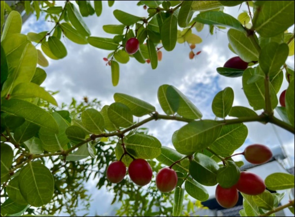 Khu vườn trong biệt thự 21 tỷ của MC Quyền Linh mùa dịch gì cũng có: Rau xanh, hoa tươi, trái cây đều xum xuê-12