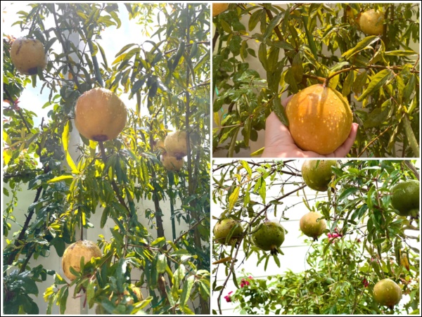 Khu vườn trong biệt thự 21 tỷ của MC Quyền Linh mùa dịch gì cũng có: Rau xanh, hoa tươi, trái cây đều xum xuê-9