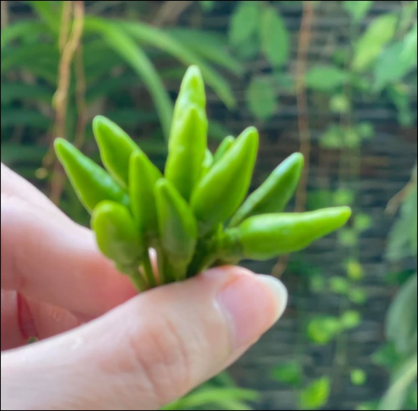 Khu vườn trong&nbsp;biệt thự 21 tỷ của MC&nbsp;Quyền&nbsp;Linh mùa dịch gì&nbsp;cũng có: Rau xanh, hoa tươi, trái cây đều xum xuê-8