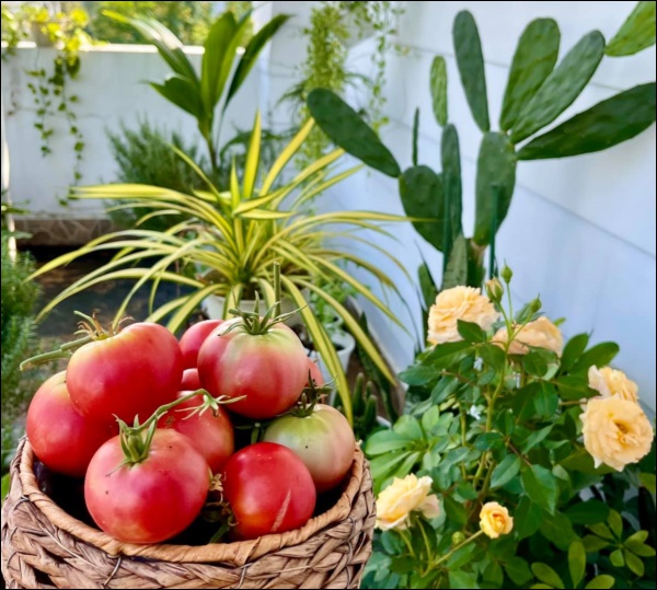 Khu vườn trong biệt thự 21 tỷ của MC Quyền Linh mùa dịch gì cũng có: Rau xanh, hoa tươi, trái cây đều xum xuê-7