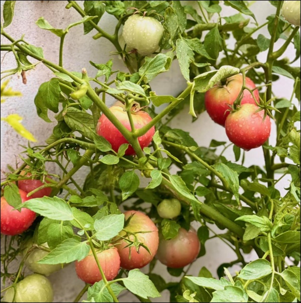 Khu vườn trong biệt thự 21 tỷ của MC Quyền Linh mùa dịch gì cũng có: Rau xanh, hoa tươi, trái cây đều xum xuê-3