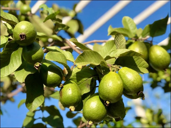 Khu vườn trong biệt thự 21 tỷ của MC Quyền Linh mùa dịch gì cũng có: Rau xanh, hoa tươi, trái cây đều xum xuê-4