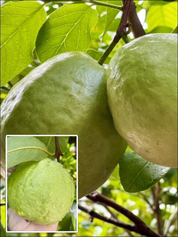 Khu vườn trong biệt thự 21 tỷ của MC Quyền Linh mùa dịch gì cũng có: Rau xanh, hoa tươi, trái cây đều xum xuê-5