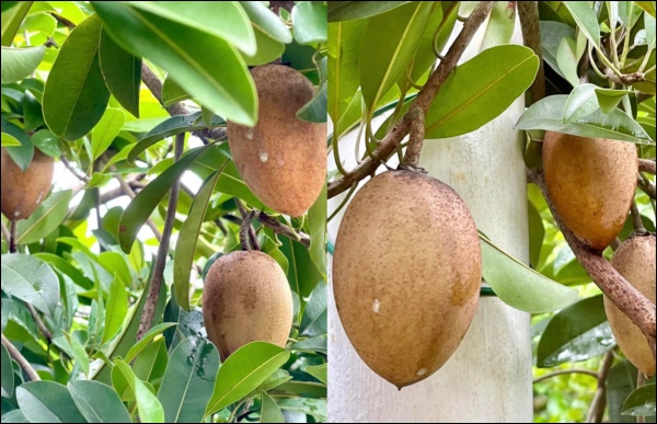 Khu vườn trong&nbsp;biệt thự 21 tỷ của MC&nbsp;Quyền&nbsp;Linh mùa dịch gì&nbsp;cũng có: Rau xanh, hoa tươi, trái cây đều xum xuê-6