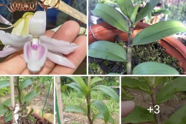 Lan đột biến tiền tỷ biến thành của nợ-3