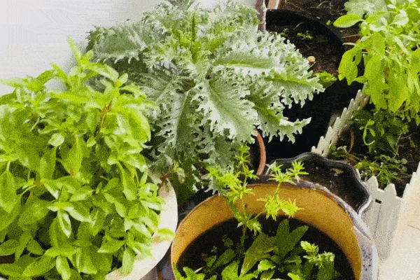 Căn hộ tạo dấu ấn đặc biệt với màu trắng thanh lịch-11