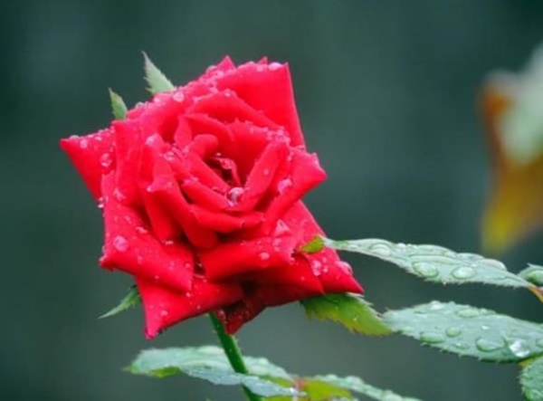 3 con giáp tính tình bướng bỉnh nhưng rất chung thủy và càng già càng giàu có-1