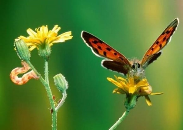 3 con giáp tính tình bướng bỉnh nhưng rất chung thủy và càng già càng giàu có-2