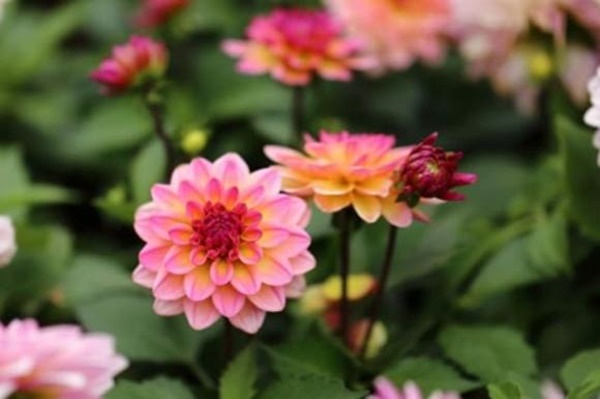 3 con giáp tính tình bướng bỉnh nhưng rất chung thủy và càng già càng giàu có-3