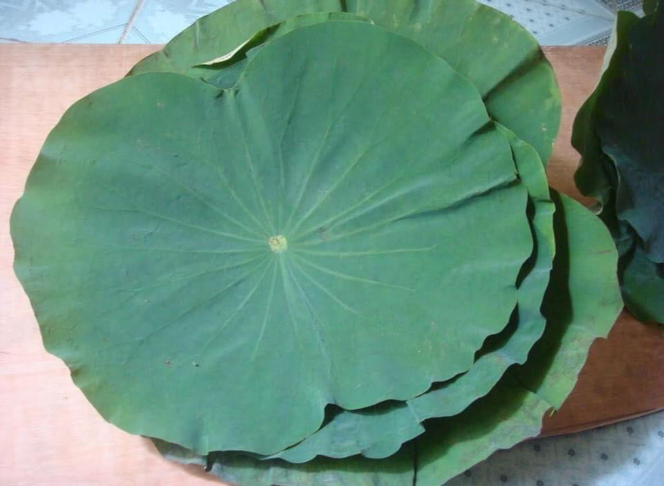 Thứ lá cuối mùa tàn lụi nơi đầm lầy, chế thành trà thu về trăm triệu-2